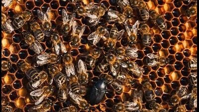 As per the estimates of the horticulture department, so far, the bee keeping industry has faced 39% loss with Kangra being worst affected. (HT File) As per the estimates of the horticulture department, so far, the bee keeping industry has faced 39% loss with Kangra being worst affected. (HT File)