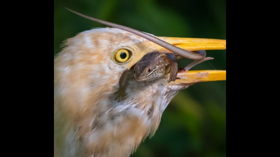 Egret with a 3-banded skink in her bill, Saketri. (ANUJ JAIN)