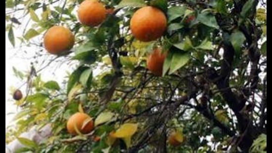 The state has leadership positions in kinnow, carrots and disease-free seed potatoes, alongside significant production of pears, peas and honey and strong dairy and fisheries sectors.