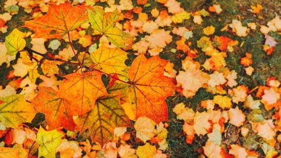 A representative image of the Fall Season