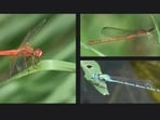 A Delhi survey found a slight dip in dragonfly and damselfly numbers, while the Yellow-tailed Ashy Skimmer and Blue Grass Dart were newly spotted.