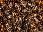 As per the estimates of the horticulture department, so far, the bee keeping industry has faced 39% loss with Kangra being worst affected. (HT File)
