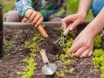 Sowing seeds, watering them, and waiting patiently teaches acceptance. (HT File)