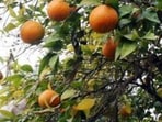 The state has leadership positions in kinnow, carrots and disease-free seed potatoes, alongside significant production of pears, peas and honey and strong dairy and fisheries sectors.