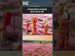 China: Vast Pink Muhly Grass Field Creates Dreamy Autumn Landscape in Nanjing