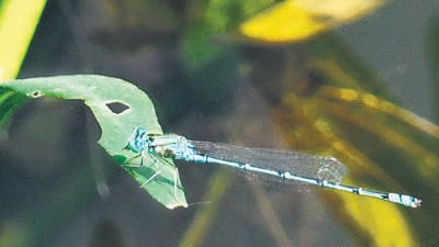 The Blue Grass Dart has been spotted for the first time at Yamuna Biodiversity Park. (Photo sourced) The Blue Grass Dart has been spotted for the first time at Yamuna Biodiversity Park. (Photo sourced)