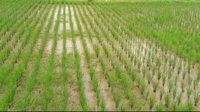 The limited storage capacity of millers is another concern as the Basmati crop begins arriving in mandis. (HT File) The limited storage capacity of millers is another concern as the Basmati crop begins arriving in mandis. (HT File)