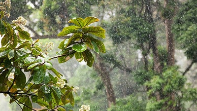 తెలంగాణ వర్షాలు తెలంగాణ వర్షాలు