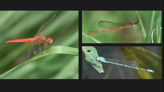 A Delhi survey found a slight dip in dragonfly and damselfly numbers, while the Yellow-tailed Ashy Skimmer and Blue Grass Dart were newly spotted.