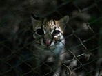 A small spotted wild cat identified as a new species, Leopardus tilcayo, stands inside Senda Verde wildlife sanctuary in Bolivia's Yungas region, near Coroico.