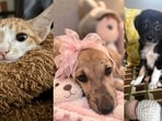 Five furry friends in Delhi-NCR are looking for forever homes. Adopt these adorable companions and give them a loving family they deserve. Inform us if you know of a pet who needs a home, write to us at htcity.pets@gmail.com.