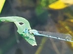 The Blue Grass Dart has been spotted for the first time at Yamuna Biodiversity Park. (Photo sourced)