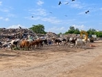 The Khandsa SCP (as seen on September 17) is located near a government school and the main market, raising concerns over hygiene, safety and access for residents and commuters. (HT)
