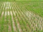 The limited storage capacity of millers is another concern as the Basmati crop begins arriving in mandis. (HT File)