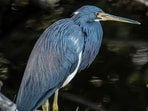 A study reclassifies the Galápagos lava heron as its own species, not a subspecies of the striated heron. Genetic testing shows it shares closer ties with green herons, highlighting evolutionary complexities in the unique ecosystems of the Galápagos Islands.(Representational/Unsplash)
