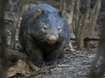 Wombats' cubic droppings result from uneven stiffness in their intestines, aiding territorial markings. Research indicates that their lengthy digestion process supports this shape, potentially influencing future techniques in crafting soft materials without molds.(Representational/Unsplash)
