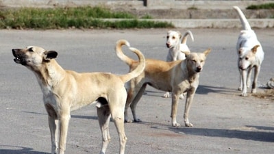 “The dog charged at him twice. The first time, it had scratched him and went towards the street. It then came back and bit him multiple times,” the mother said. (Representational/HT_PRINT) “The dog charged at him twice. The first time, it had scratched him and went towards the street. It then came back and bit him multiple times,” the mother said. (Representational/HT_PRINT)