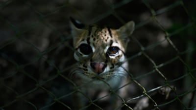A small spotted wild cat identified as a new species, Leopardus tilcayo, stands inside Senda Verde wildlife sanctuary in Bolivia's Yungas region, near Coroico. (AP )
