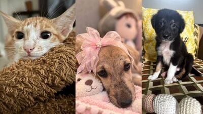 Five furry friends in Delhi-NCR are looking for forever homes. Adopt these adorable companions and give them a loving family they deserve. Inform us if you know of a pet who needs a home, write to us at htcity.pets@gmail.com.