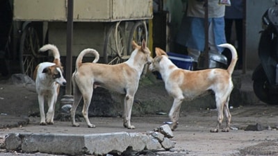 A police officer, privy to the case, said an employee of a bungalow opposite the spot saw dogs digging the soil. (HT File Photo)