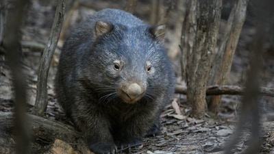 Wombats' cubic droppings result from uneven stiffness in their intestines, aiding territorial markings. Research indicates that their lengthy digestion process supports this shape, potentially influencing future techniques in crafting soft materials without molds. Wombats' cubic droppings result from uneven stiffness in their intestines, aiding territorial markings. Research indicates that their lengthy digestion process supports this shape, potentially influencing future techniques in crafting soft materials without molds.