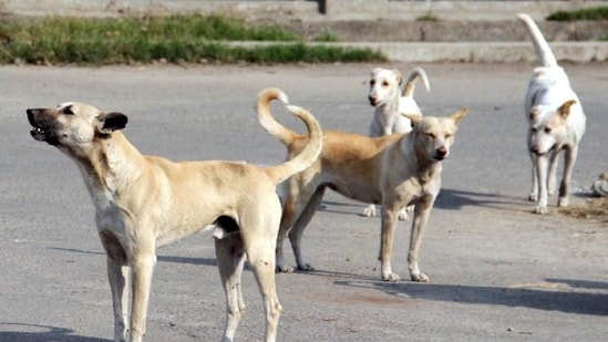 “The dog charged at him twice. The first time, it had scratched him and went towards the street. It then came back and bit him multiple times,” the mother said. (Representational/HT_PRINT)