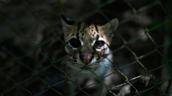 A small spotted wild cat identified as a new species, Leopardus tilcayo, stands inside Senda Verde wildlife sanctuary in Bolivia's Yungas region, near Coroico.