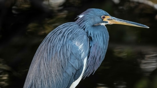 A study reclassifies the Galápagos lava heron as its own species, not a subspecies of the striated heron. Genetic testing shows it shares closer ties with green herons, highlighting evolutionary complexities in the unique ecosystems of the Galápagos Islands.