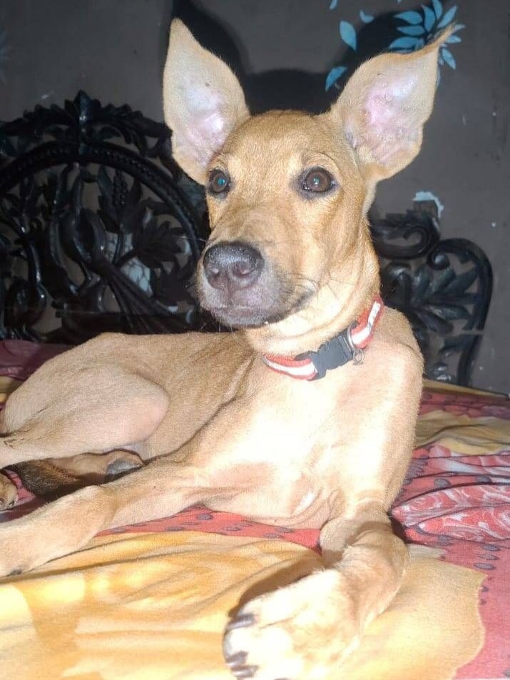 Tuffy is a 4.5-month-old Indie dog.