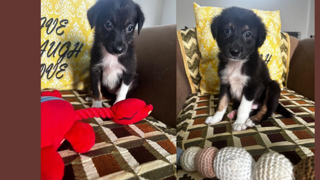Dot (female) and Socks (male) are two 9-week-old Indie pups