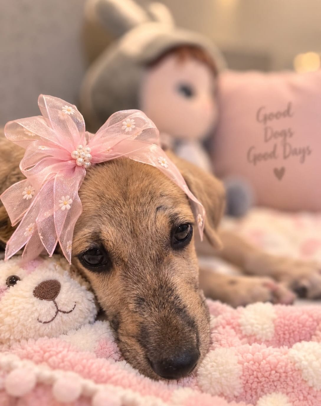 Hazel is a 1.5-month-old female Indie pup.