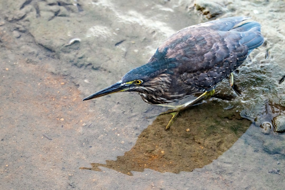 The lava heron has been confirmed as a distinct species, contradicting prior beliefs it was a subspecies of the South American striated heron. Genetic analysis reveals its closer relation to the green heron from North and Central America. (Representational/Unsplash) The lava heron has been confirmed as a distinct species, contradicting prior beliefs it was a subspecies of the South American striated heron. Genetic analysis reveals its closer relation to the green heron from North and Central America. (Representational/Unsplash)