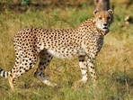 A female cheetah CCB2 in Gandhi Sagar Sanctuary released by Madhya Pradesh Chief Minister Mohan Yadav (unsen) under the third phase of the ‘Project Cheetah’, in Neemuch. (@DrMohanYadav51 X/ANI Photo)