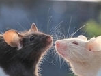 Rat nerve cells develop faster than human nerve cells. (Representative file photo)