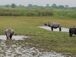 Rhinos in Dudhwa Tiger Reserve (HT Photo)