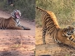 A foreigner witnessed an unusual ‘traffic jam’ in Ranthambore as a tiger took a nap on the safari route.(Instagram/elen_d.ream)