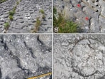 Free climbers found numerous mysterious marine reptile footprints on Monte Cònero cliffs, dating back 80 million years. Researchers suggest they were made by sea turtles attempting to escape an earthquake, with over 1,000 preserved traces identified on a limestone slab.