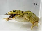 Ecologist Shinji Sugiura discovered that black-spotted pond frogs in Japan hunt and eat hornets, including the dangerous Asian giant hornet. Despite receiving multiple stings, 79%-93% of frogs caught and consumed the hornets, indicating a unique tolerance to these venomous encounters.