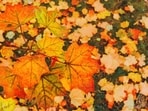 A representative image of the Fall Season(Pexels)
