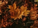 When is first day of fall 2025? Autumnal equinox explained