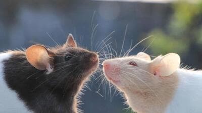 Rat nerve cells develop faster than human nerve cells. (Representative file photo)