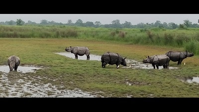 Rhinos in Dudhwa Tiger Reserve (HT Photo) Rhinos in Dudhwa Tiger Reserve (HT Photo)