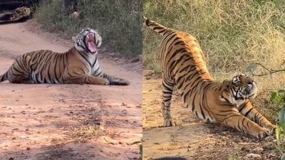 A foreigner witnessed an unusual ‘traffic jam’ in Ranthambore as a tiger took a nap on the safari route. (Instagram/elen_d.ream) A foreigner witnessed an unusual ‘traffic jam’ in Ranthambore as a tiger took a nap on the safari route. (Instagram/elen_d.ream)