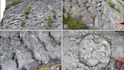 Free climbers found numerous mysterious marine reptile footprints on Monte Cònero cliffs, dating back 80 million years. Researchers suggest they were made by sea turtles attempting to escape an earthquake, with over 1,000 preserved traces identified on a limestone slab. (Paolo Sandroni et al., Cretaceous Research, 2025, Figure 3, CC BY 4.0. Cropped from the original.) Free climbers found numerous mysterious marine reptile footprints on Monte Cònero cliffs, dating back 80 million years. Researchers suggest they were made by sea turtles attempting to escape an earthquake, with over 1,000 preserved traces identified on a limestone slab. (Paolo Sandroni et al., Cretaceous Research, 2025, Figure 3, CC BY 4.0. Cropped from the original.)
