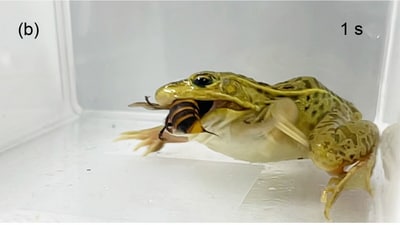 Ecologist Shinji Sugiura discovered that black-spotted pond frogs in Japan hunt and eat hornets, including the dangerous Asian giant hornet. Despite receiving multiple stings, 79%-93% of frogs caught and consumed the hornets, indicating a unique tolerance to these venomous encounters. (Shinji Sugiura / Ecosphere, 2025, CC BY 4.0. Cropped from Figure 3.) Ecologist Shinji Sugiura discovered that black-spotted pond frogs in Japan hunt and eat hornets, including the dangerous Asian giant hornet. Despite receiving multiple stings, 79%-93% of frogs caught and consumed the hornets, indicating a unique tolerance to these venomous encounters. (Shinji Sugiura / Ecosphere, 2025, CC BY 4.0. Cropped from Figure 3.)