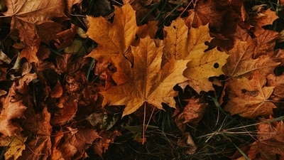 When is first day of fall 2025? Autumnal equinox explained When is first day of fall 2025? Autumnal equinox explained