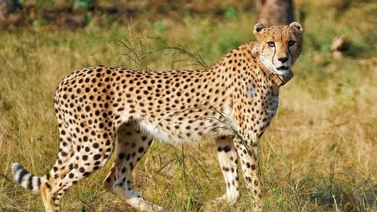 A female cheetah CCB2 in Gandhi Sagar Sanctuary released by Madhya Pradesh Chief Minister Mohan Yadav (unsen) under the third phase of the ‘Project Cheetah’, in Neemuch. (@DrMohanYadav51 X/ANI Photo)