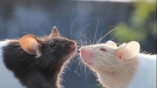 Rat nerve cells develop faster than human nerve cells. (Representative file photo)