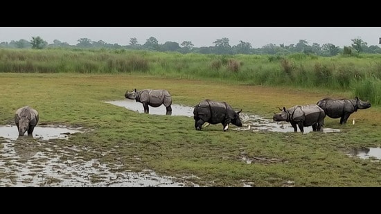Rhinos in Dudhwa Tiger Reserve (HT Photo)