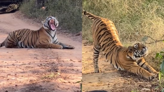 A foreigner witnessed an unusual ‘traffic jam’ in Ranthambore as a tiger took a nap on the safari route.